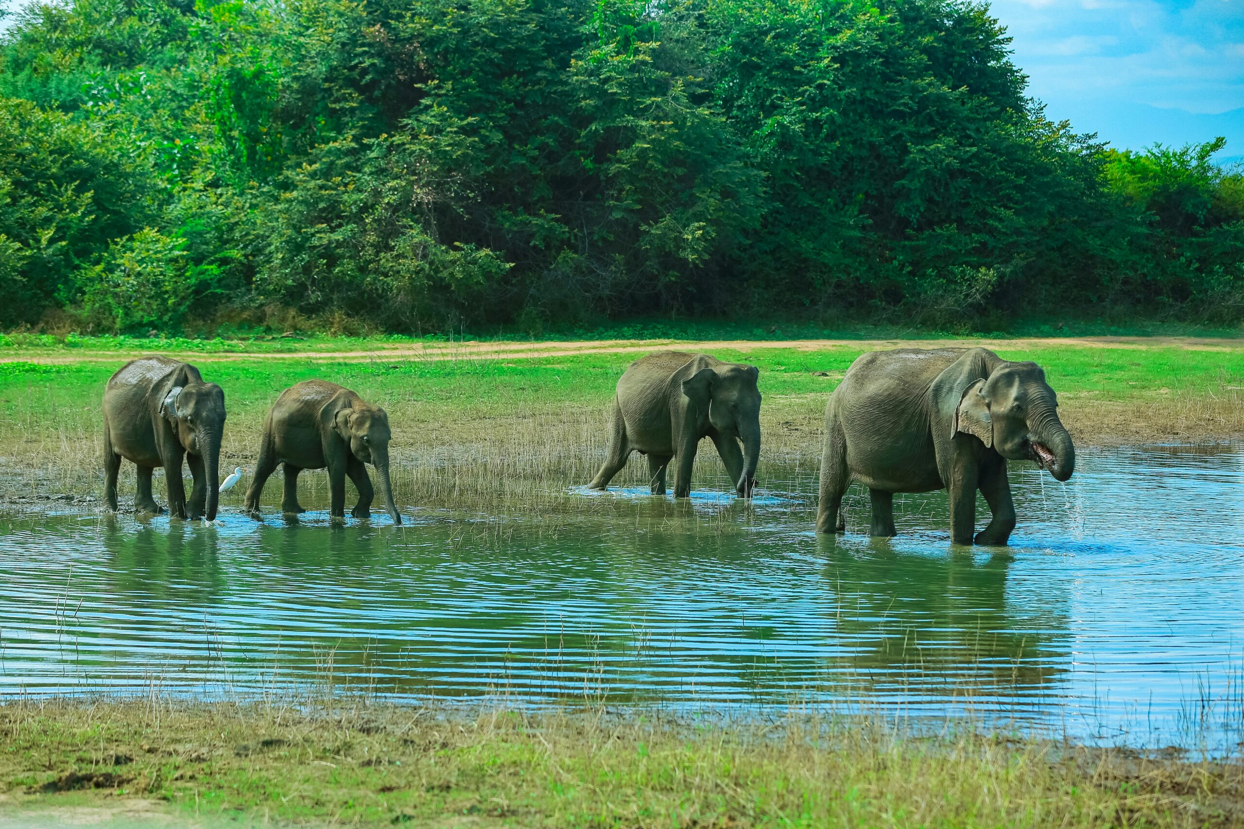 elephant